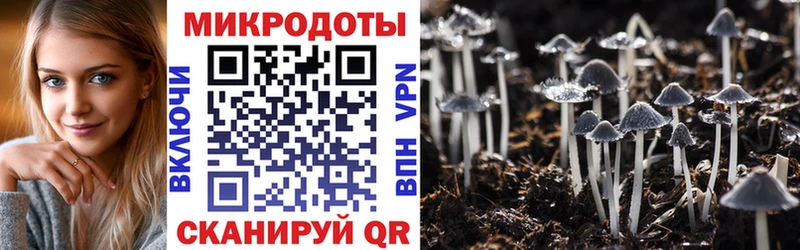 Псилоцибиновые грибы Psilocybe  Карачев 